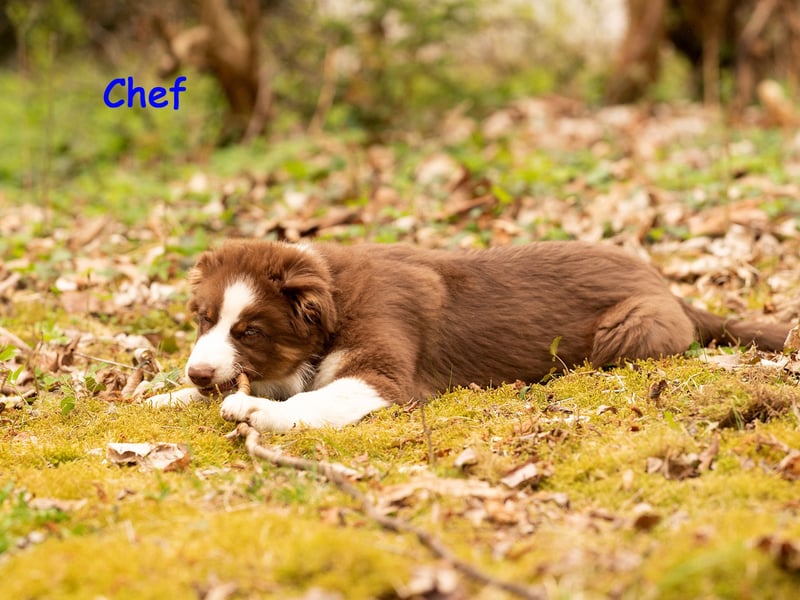 Australian Shepherd Welpen Rüden, ASCA