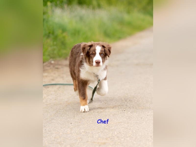 Australian Shepherd Welpen Rüden, ASCA