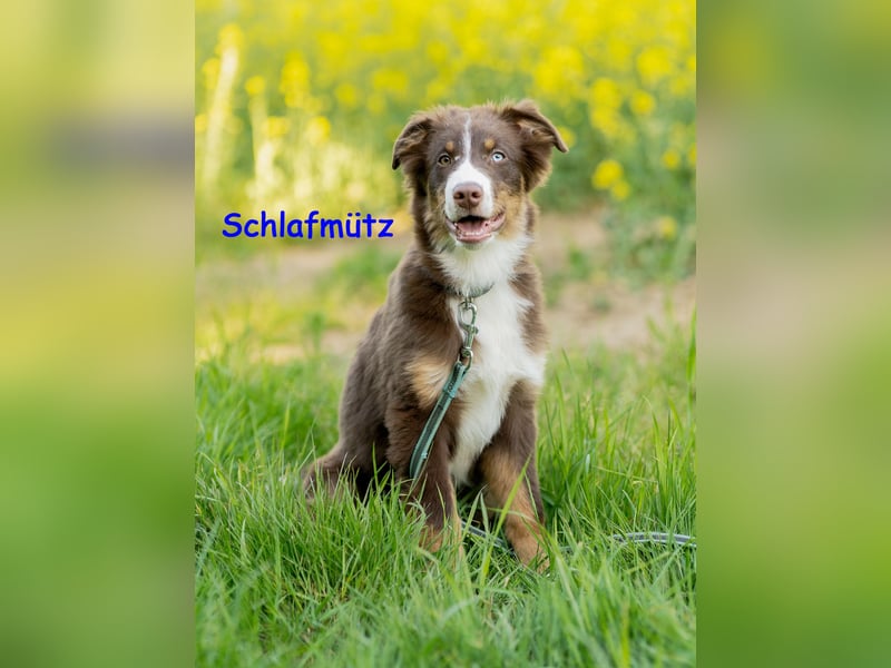 Australian Shepherd Welpen Rüden, ASCA