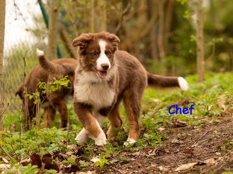 Australian Shepherd Welpen Rüden, ASCA