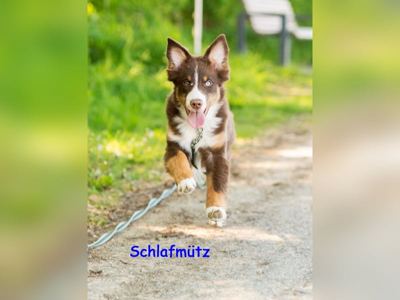 Australian Shepherd Welpen Rüden, ASCA