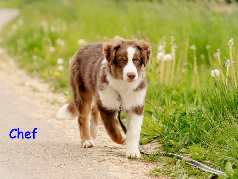 Australian Shepherd Welpen Rüden, ASCA