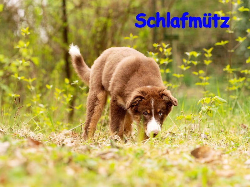 Australian Shepherd Welpen Rüden, ASCA