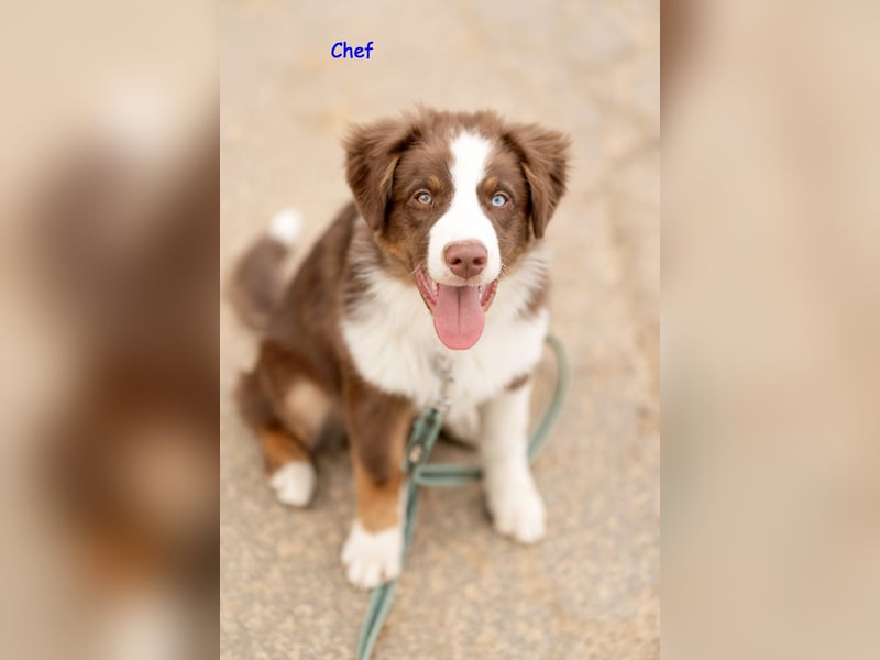 Australian Shepherd Welpen Rüden, ASCA