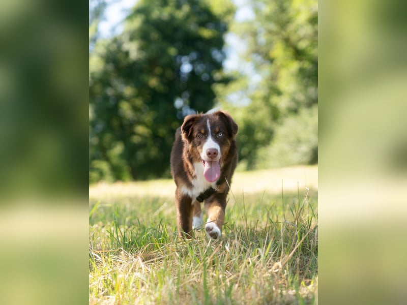 Australian Shepherd Welpe Rüden, ASCA