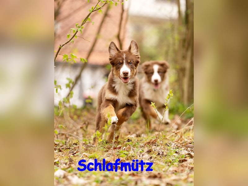 Australian Shepherd Welpen Rüden, ASCA