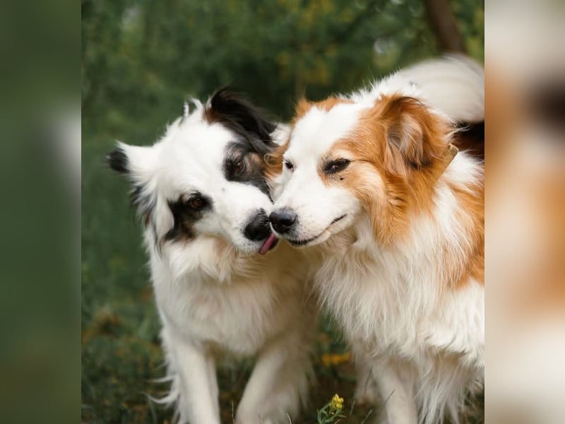 Dreamteam im Doppelpack aus dem Tierschutz!