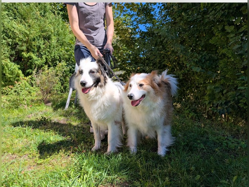 Dreamteam im Doppelpack aus dem Tierschutz!