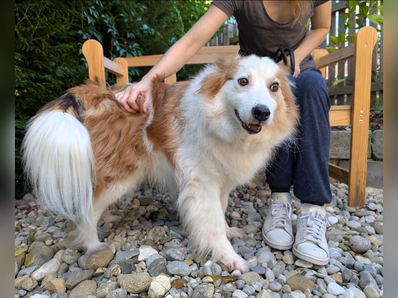 Dreamteam im Doppelpack aus dem Tierschutz!