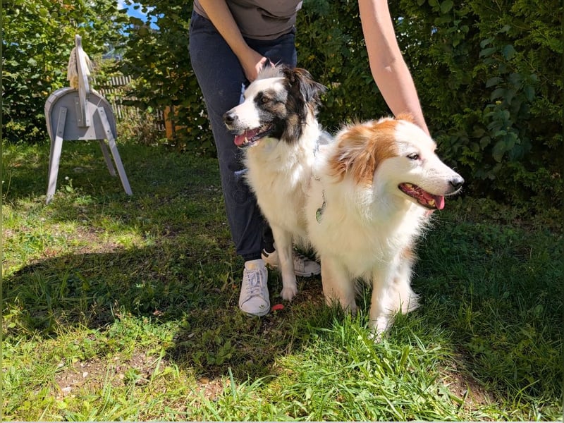 Dreamteam im Doppelpack aus dem Tierschutz!