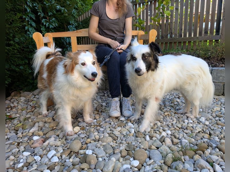 Dreamteam im Doppelpack aus dem Tierschutz!