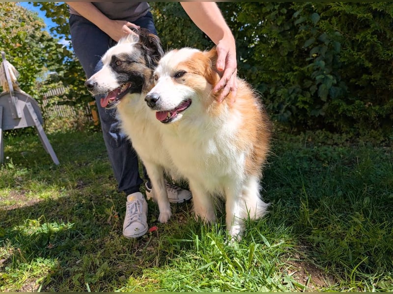 Dreamteam im Doppelpack aus dem Tierschutz!