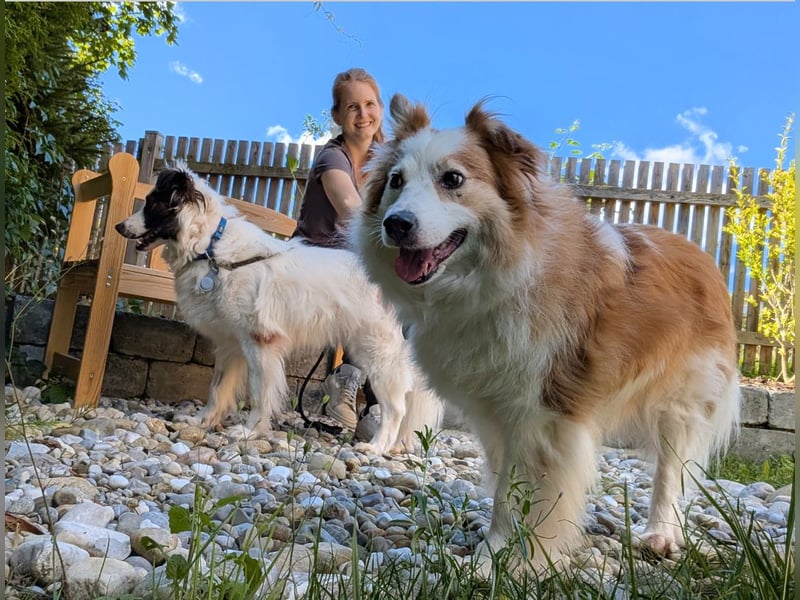 Dreamteam im Doppelpack aus dem Tierschutz!