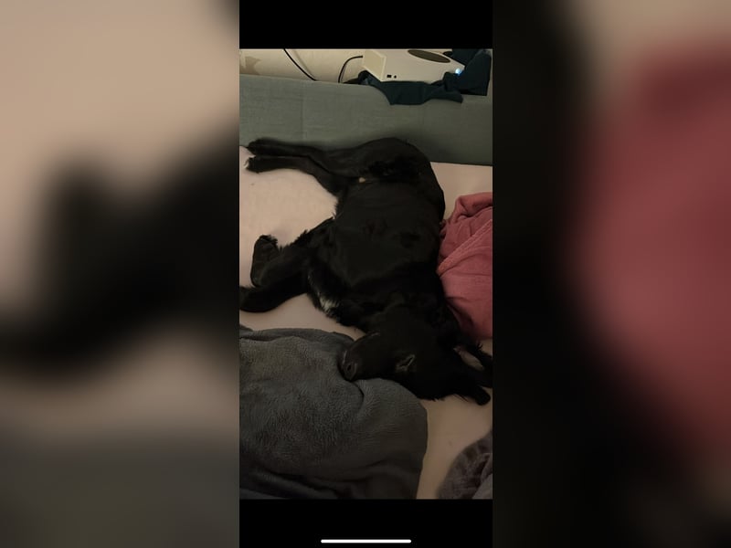 Hallo ich bin der Loki und suche ein neues zuhause
