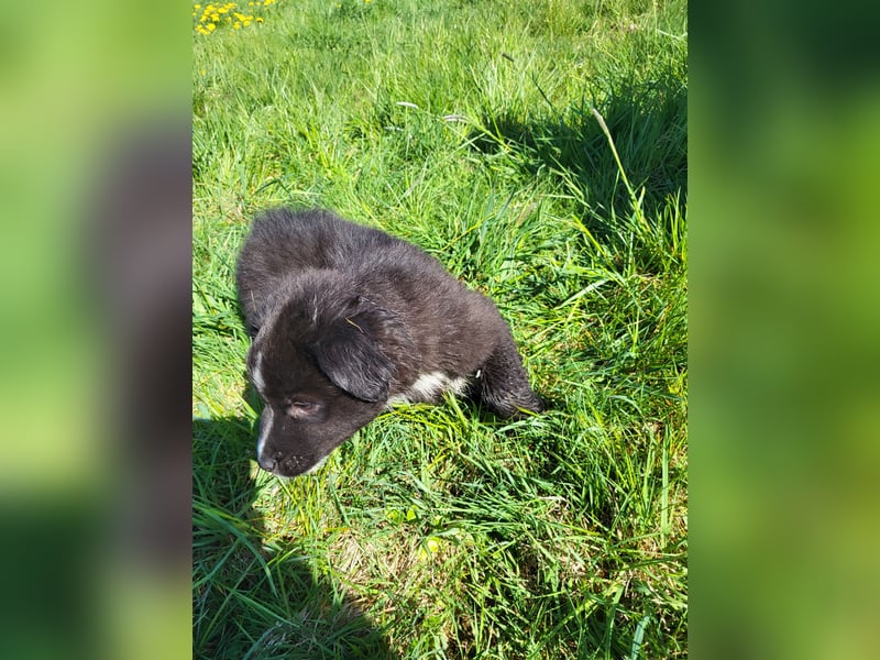 Australian shepherd husky mix