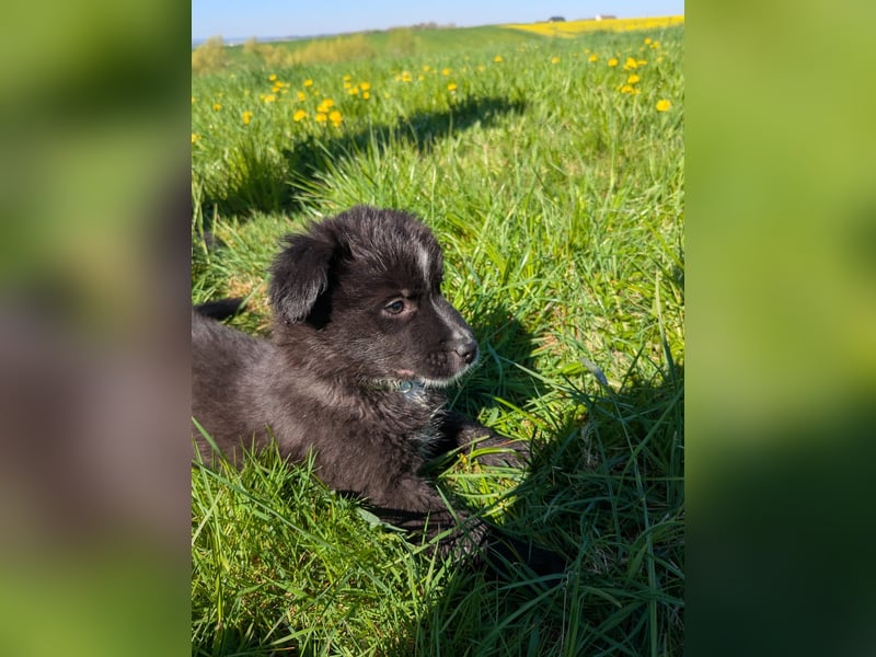 Australian shepherd husky mix