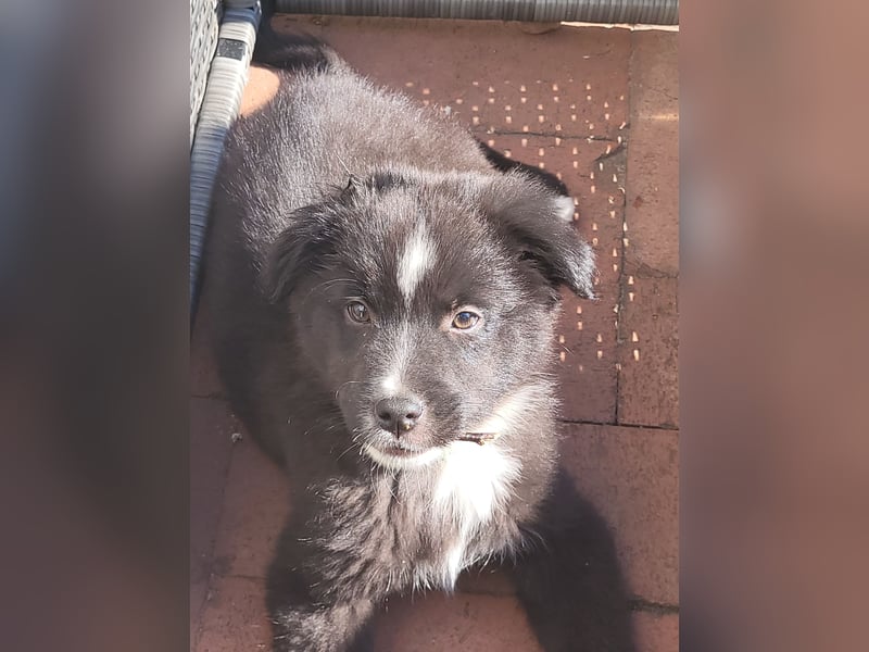 Australian shepherd husky mix
