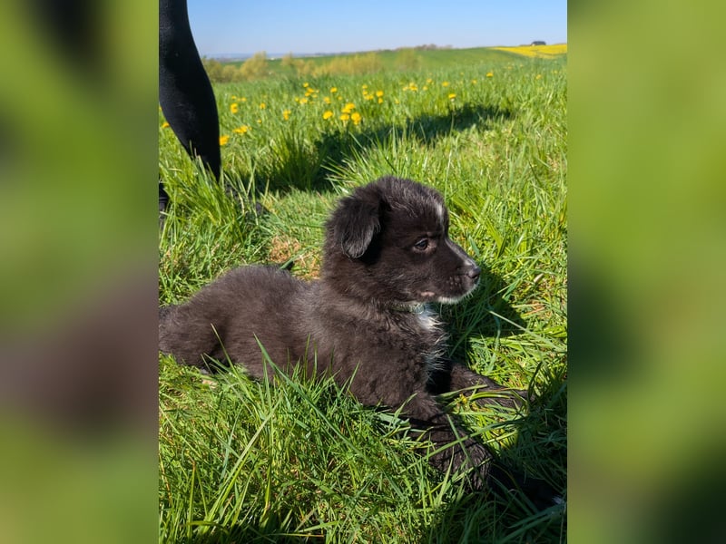 Australian shepherd husky mix