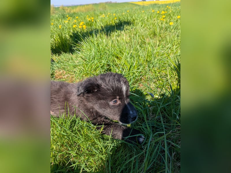 Australian shepherd husky mix
