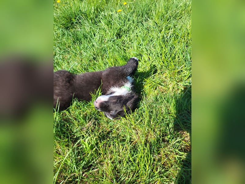 Australian shepherd husky mix