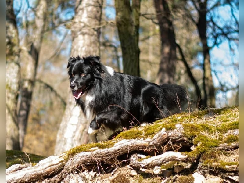 Australian Shepherd Deckrüde