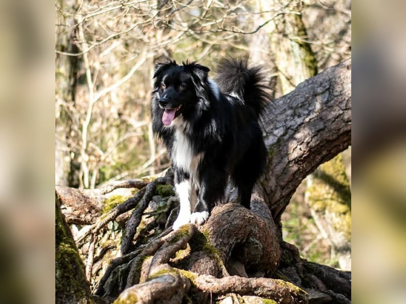 Australian Shepherd Deckrüde