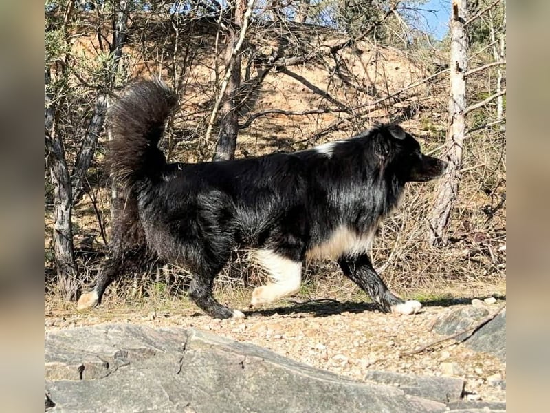 Australian Shepherd Deckrüde