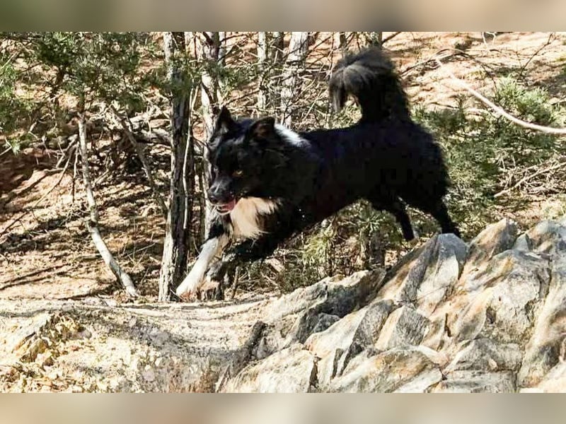 Australian Shepherd Deckrüde
