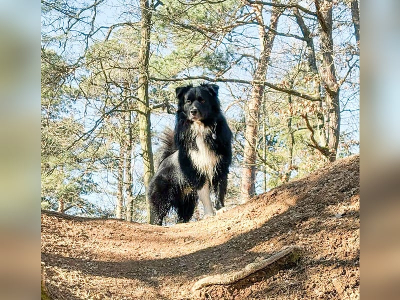 Australian Shepherd Deckrüde