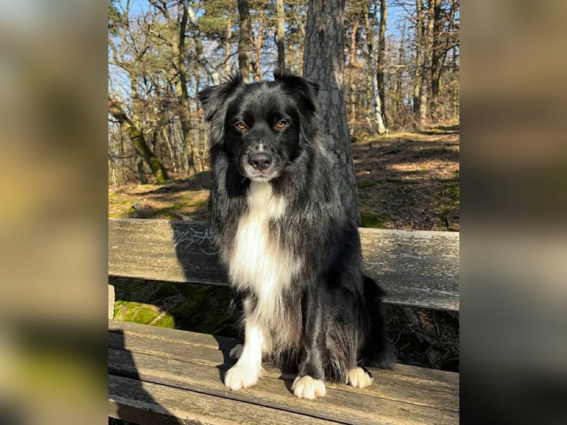 Australian Shepherd Deckrüde