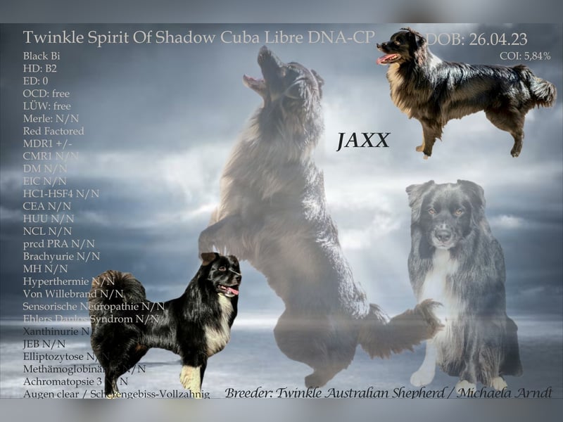 Australian Shepherd Deckrüde