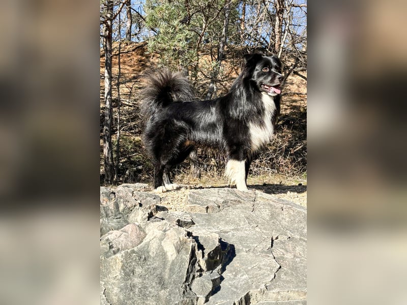 Australian Shepherd Deckrüde