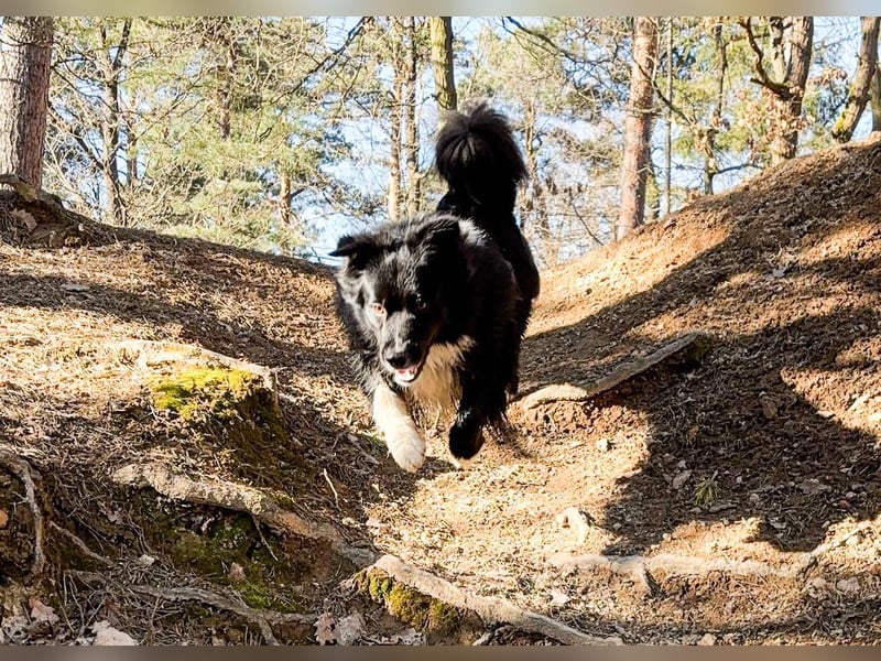 Australian Shepherd Deckrüde