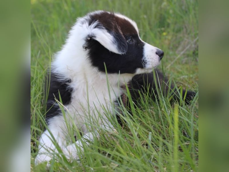 Australian Shepherd Welpe (reinrassig)