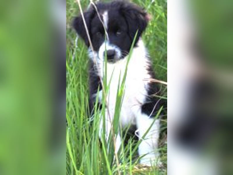 Australian Shepherd Welpe (reinrassig)