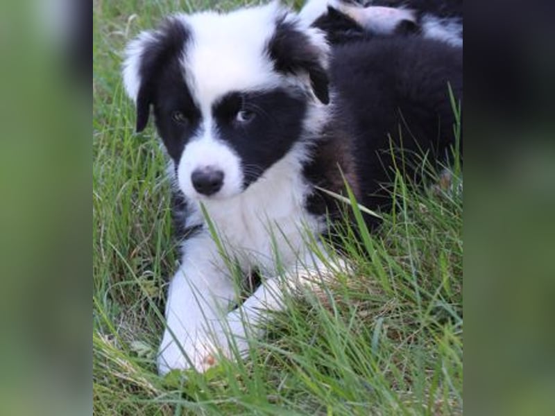 Australian Shepherd Welpe (reinrassig)