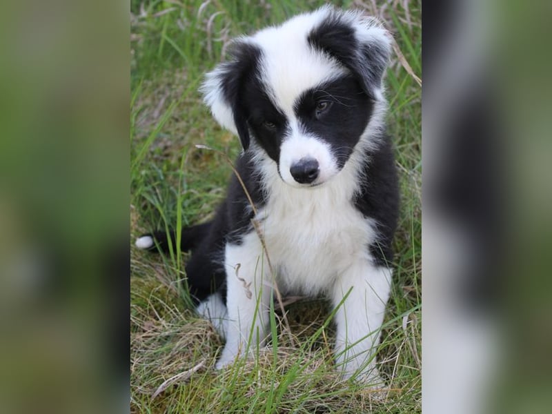 Australian Shepherd Welpe (reinrassig)