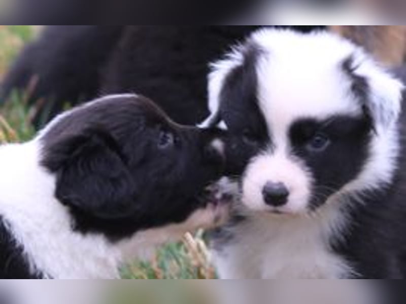 Australian Shepherd Welpe (reinrassig)