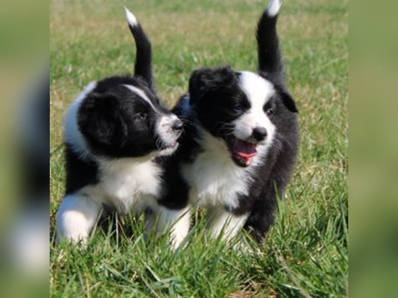 Australian Shepherd Welpe (reinrassig)
