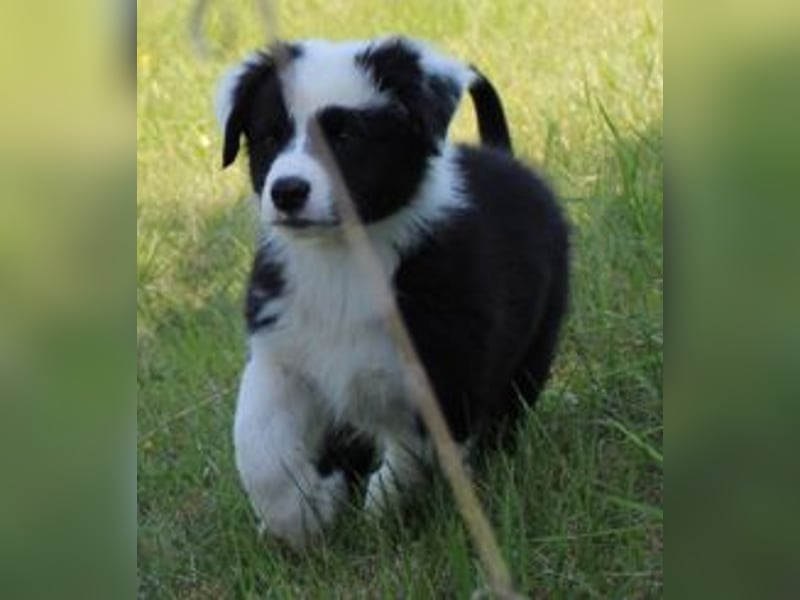 Australian Shepherd Welpe (reinrassig)
