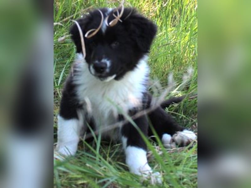 Australian Shepherd Welpe (reinrassig)
