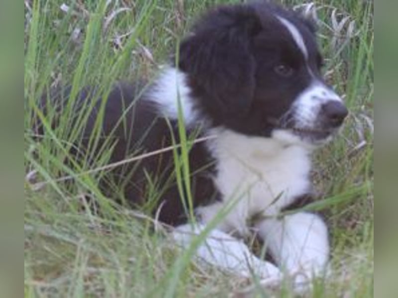 Australian Shepherd Welpe (reinrassig)