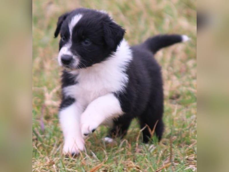 Australian Shepherd Welpe (reinrassig)