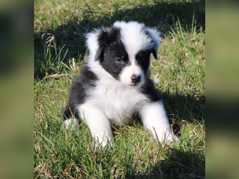 Australian Shepherd Welpe (reinrassig)