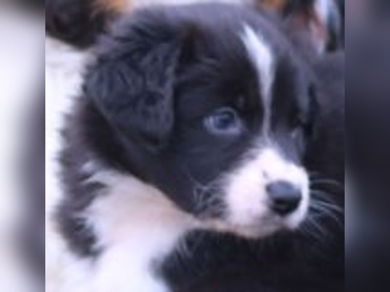 Australian Shepherd Welpe (reinrassig)
