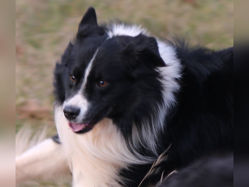 Australian Shepherd Welpe (reinrassig)