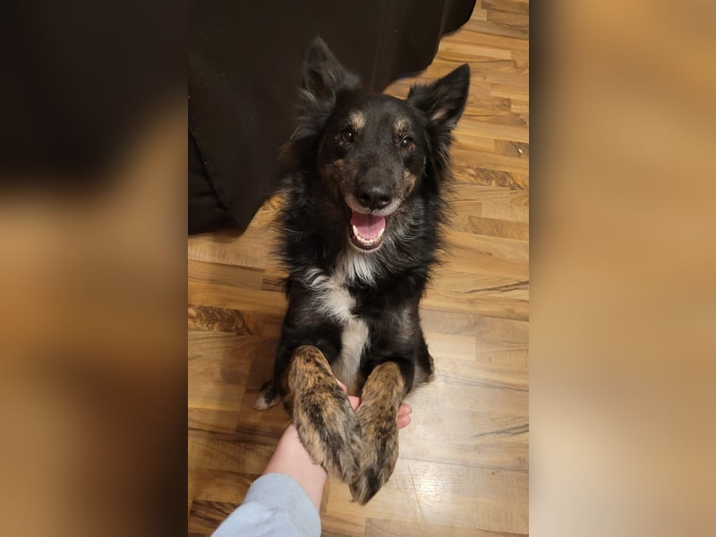 Australian-Shepherd Mix