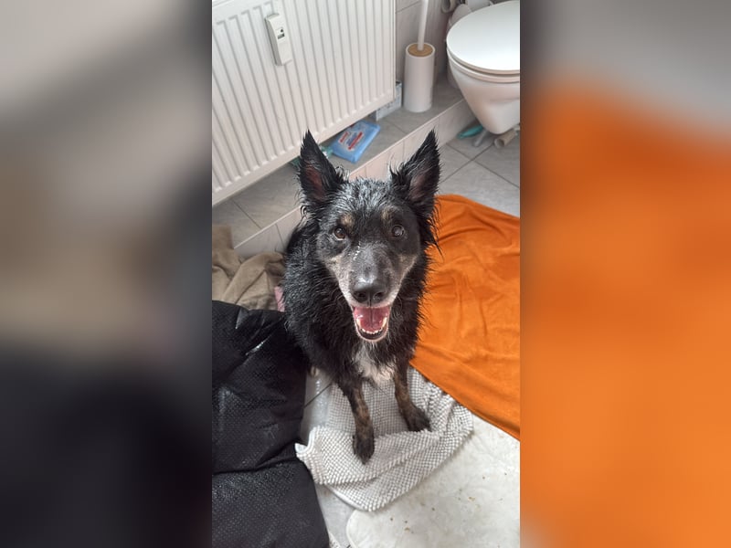 Australian-Shepherd Mix