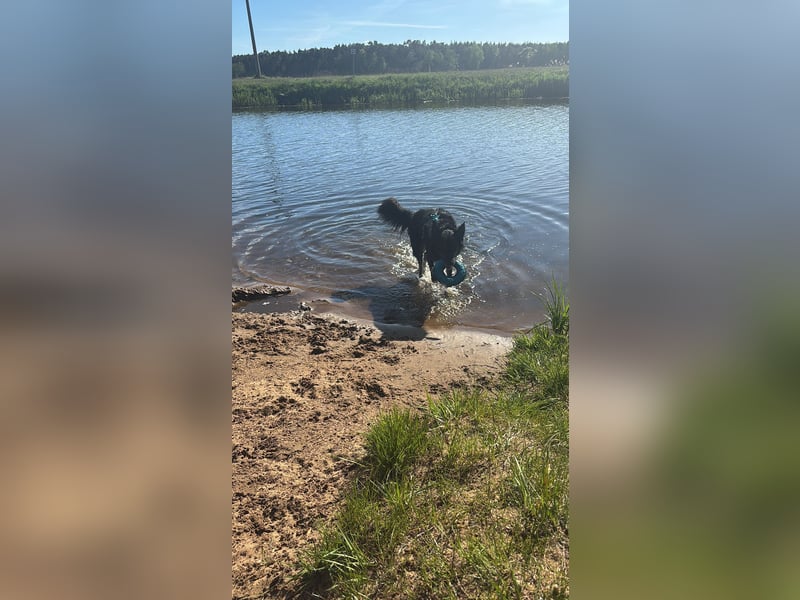 Australian-Shepherd Mix