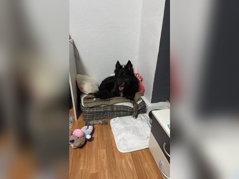 Australian-Shepherd Mix